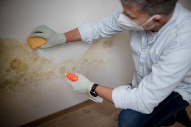 Best Mold Removal Process  in Casselberry, FL