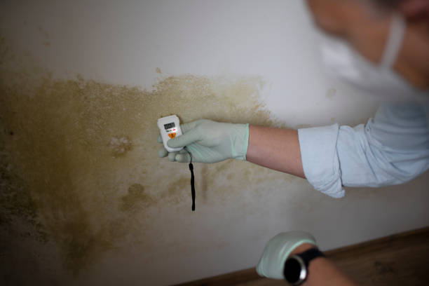 Mold Removal Process in Casselberry, FL