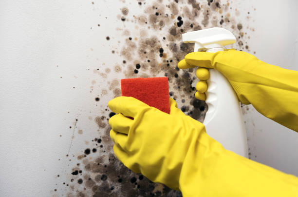 Best Commercial Mold Removal  in Casselberry, FL